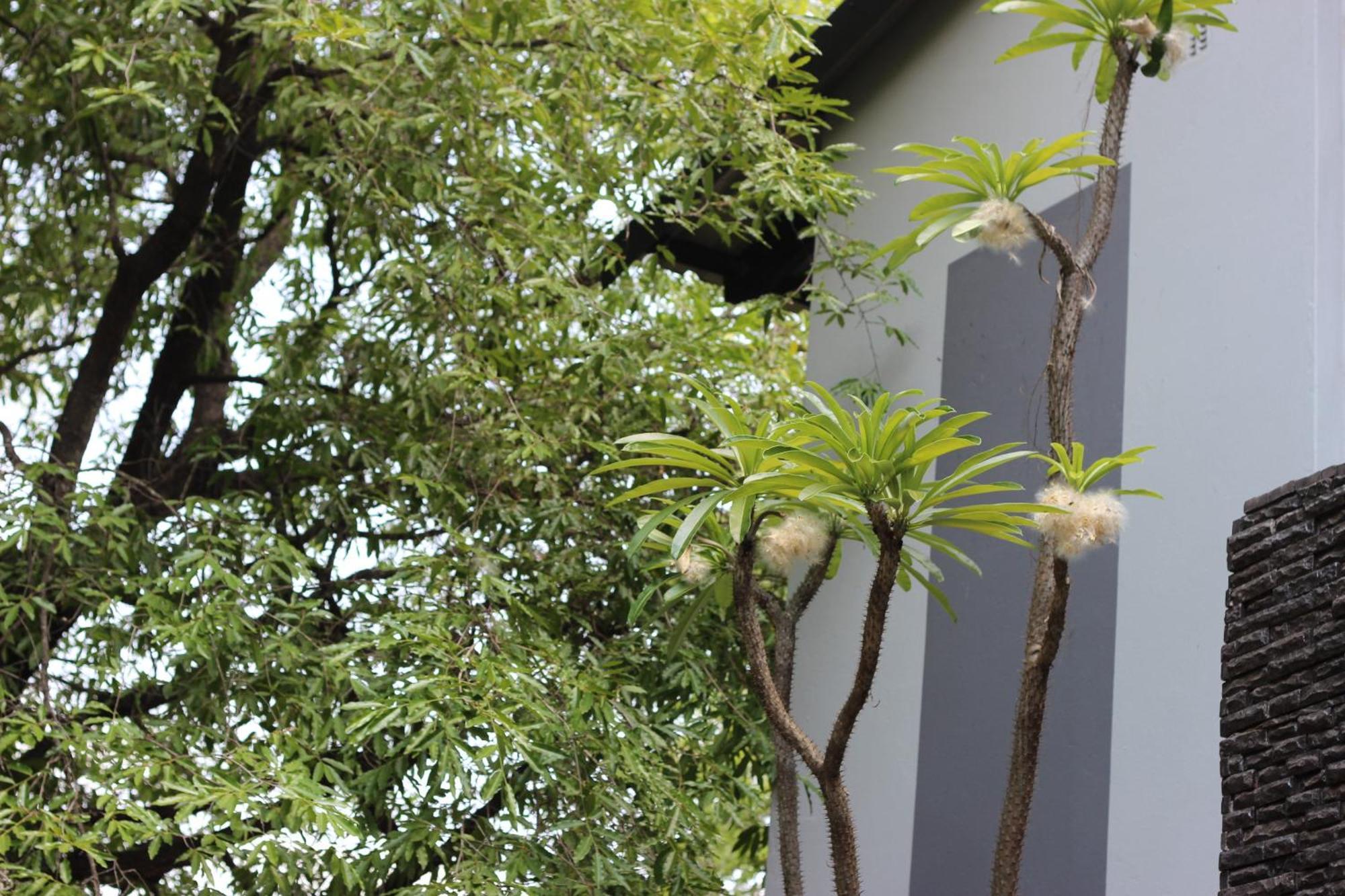 קומאטיפורט Ecolux Boutique Hotel מראה חיצוני תמונה